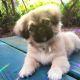 Pekingese Puppies for sale in Largo, FL, USA. price: NA