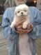 Pekingese Puppies for sale in Fayetteville, NC, USA. price: NA