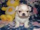 Pekingese Puppies for sale in Lucerne Valley, CA 92356, USA. price: NA