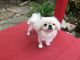 Pekingese Puppies for sale in Dallas, TX, USA. price: NA