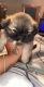 Pekingese Puppies for sale in Mobile, AL, USA. price: NA