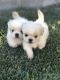 Pekingese Puppies for sale in San Bernardino, CA 92404, USA. price: NA