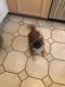 Pekingese Puppies for sale in Arlington Heights, IL, USA. price: $700