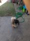 Pekingese Puppies for sale in Fort Smith, AR 72916, USA. price: $700