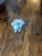 Pekingese Puppies for sale in Waxahachie, TX 75165, USA. price: NA