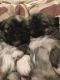 Pekingese Puppies for sale in Carlsbad, NM 88220, USA. price: $400