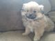 Pekingese Puppies for sale in Montgomery, IN, USA. price: NA