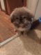 Pekingese Puppies for sale in Afton, VA 22920, USA. price: NA