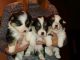 Pembroke Welsh Corgi Puppies for sale in Rochelle, IL 61068, USA. price: $635