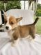 Pembroke Welsh Corgi Puppies for sale in Savannah, GA, USA. price: $350