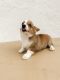 Pembroke Welsh Corgi Puppies for sale in Decatur, IL, USA. price: $350