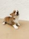 Pembroke Welsh Corgi Puppies for sale in Fort Wayne, IN, USA. price: NA