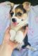 Pembroke Welsh Corgi Puppies for sale in Austin, MN 55912, USA. price: $350