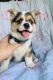 Pembroke Welsh Corgi Puppies for sale in Concord, NH, USA. price: $350