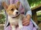 Pembroke Welsh Corgi Puppies for sale in Dayton, OH, USA. price: NA