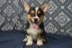 Pembroke Welsh Corgi Puppies for sale in Bend, OR, USA. price: $350