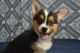 Pembroke Welsh Corgi Puppies for sale in Pittsburgh, PA, USA. price: $350