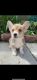 Pembroke Welsh Corgi Puppies for sale in Austin, TX, USA. price: NA