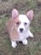 Pembroke Welsh Corgi Puppies for sale in Joplin, MO, USA. price: $1,000