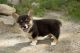 Pembroke Welsh Corgi Puppies for sale in Mesquite, NV 89027, USA. price: $670