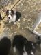 Pembroke Welsh Corgi Puppies for sale in Mechanicsburg, IL 62545, USA. price: $1,200