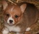 Pembroke Welsh Corgi Puppies for sale in Woodman, WI, USA. price: $1,100