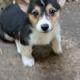 Pembroke Welsh Corgi Puppies for sale in Allentown, PA, USA. price: NA