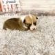 Pembroke Welsh Corgi Puppies for sale in Dallas, TX 75206, USA. price: $665