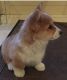 Pembroke Welsh Corgi Puppies for sale in North Richland Hills, TX, USA. price: NA