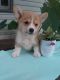 Pembroke Welsh Corgi Puppies for sale in Stevens, PA, USA. price: $995