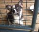 Pembroke Welsh Corgi Puppies for sale in Andalusia, AL, USA. price: $500