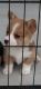 Pembroke Welsh Corgi Puppies for sale in Carnegie, OK 73015, USA. price: $1,500