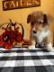 Pembroke Welsh Corgi Puppies for sale in Post Falls, ID 83854, USA. price: $1,600