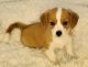 Pembroke Welsh Corgi Puppies for sale in Racine, WI, USA. price: $1,000