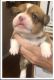Pembroke Welsh Corgi Puppies for sale in Albany, LA 70711, USA. price: $700