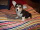Pembroke Welsh Corgi Puppies for sale in Marshall, MN 56258, USA. price: $850