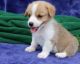 Pembroke Welsh Corgi Puppies for sale in Long Beach, CA, USA. price: NA