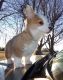 Pembroke Welsh Corgi Puppies for sale in Clifton, NJ, USA. price: $400
