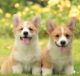 Pembroke Welsh Corgi Puppies for sale in Overland Park, KS, USA. price: $650