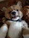 Pembroke Welsh Corgi Puppies for sale in Phoenix, AZ, USA. price: $1,200