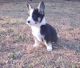 Pembroke Welsh Corgi Puppies for sale in Beulaville, NC 28518, USA. price: NA