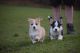 Pembroke Welsh Corgi Puppies for sale in Dallas, TX, USA. price: $850