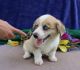 Pembroke Welsh Corgi Puppies for sale in 135 E 100 S, Salt Lake City, UT 84111, USA. price: $1,500