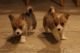 Pembroke Welsh Corgi Puppies for sale in Ganado, TX 77962, USA. price: NA