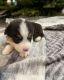 Pembroke Welsh Corgi Puppies for sale in Pasadena, TX 77504, USA. price: $800
