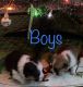 Pembroke Welsh Corgi Puppies for sale in Charlevoix, MI 49720, USA. price: $1,000
