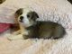 Pembroke Welsh Corgi Puppies for sale in Jasper, AR 72641, USA. price: $700
