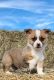 Pembroke Welsh Corgi Puppies for sale in Marana, AZ, USA. price: $1,400