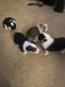 Pembroke Welsh Corgi Puppies for sale in Vista, CA 92084, USA. price: $2,000