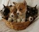Pembroke Welsh Corgi Puppies for sale in Lake City, MN 55041, USA. price: $1,200